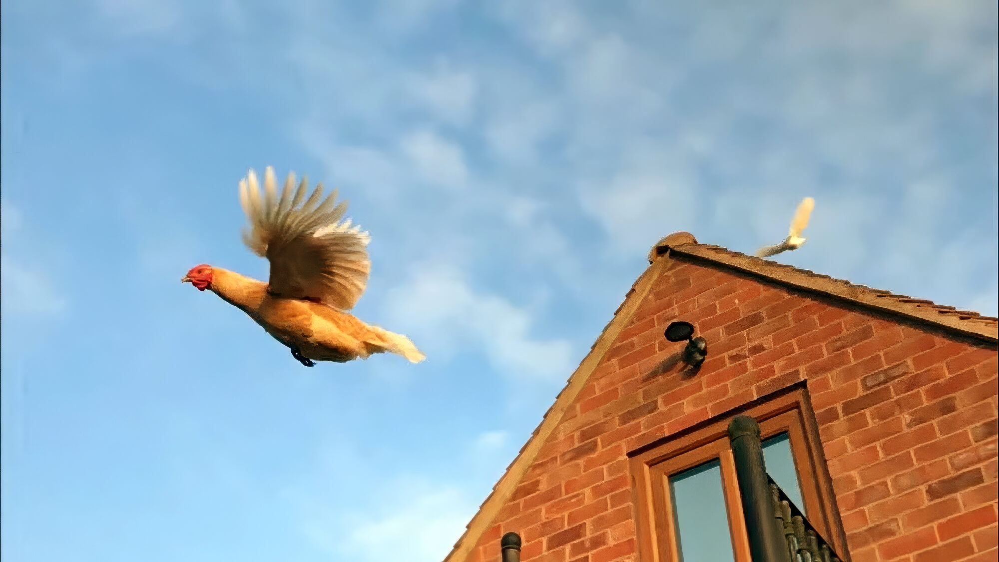Brown Chicken Flying Off Roof Brown Chicken Flying Off Roof