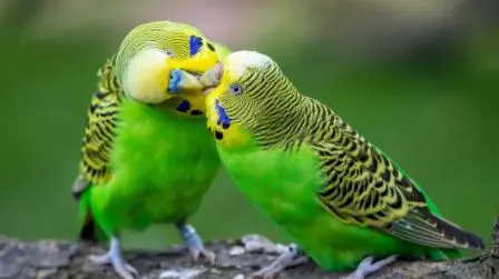 Budgie Sexing Guide