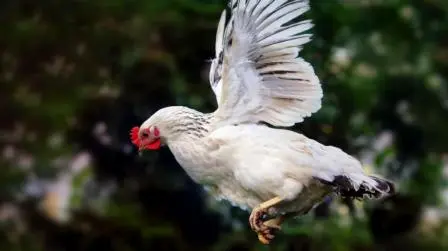 Can Chickens Fly?