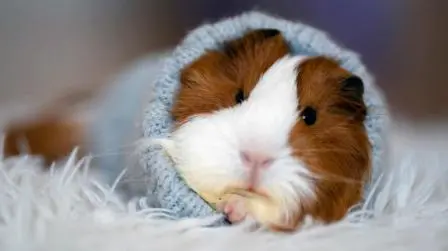 Can Guinea Pigs Have Blankets In Their Cage?