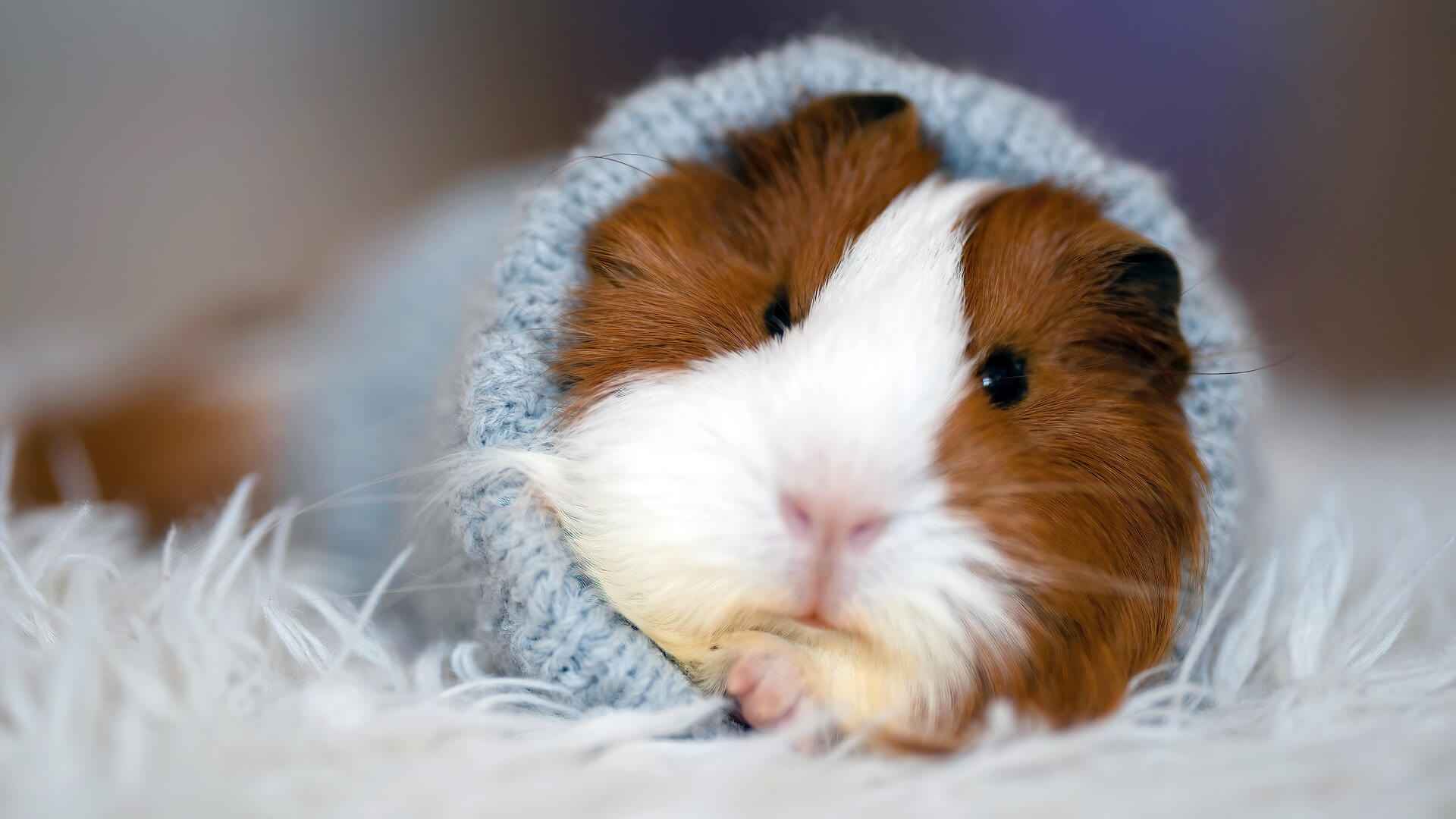 Can Guinea Pigs Have Blankets In Their Cage?