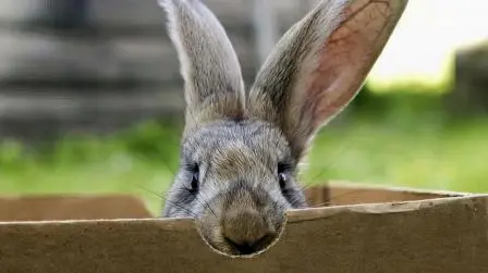 Can Rabbits Eat Cardboard?