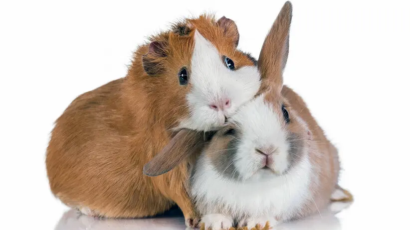 Can Rabbits and Guinea Pigs Live Together?