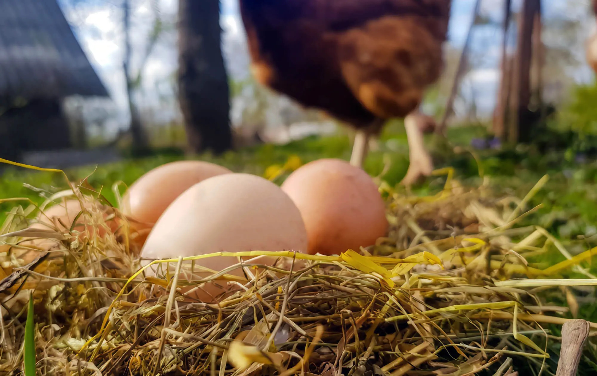 Chicken Eggs Laying In Straw Chicken Eggs Laying In Straw