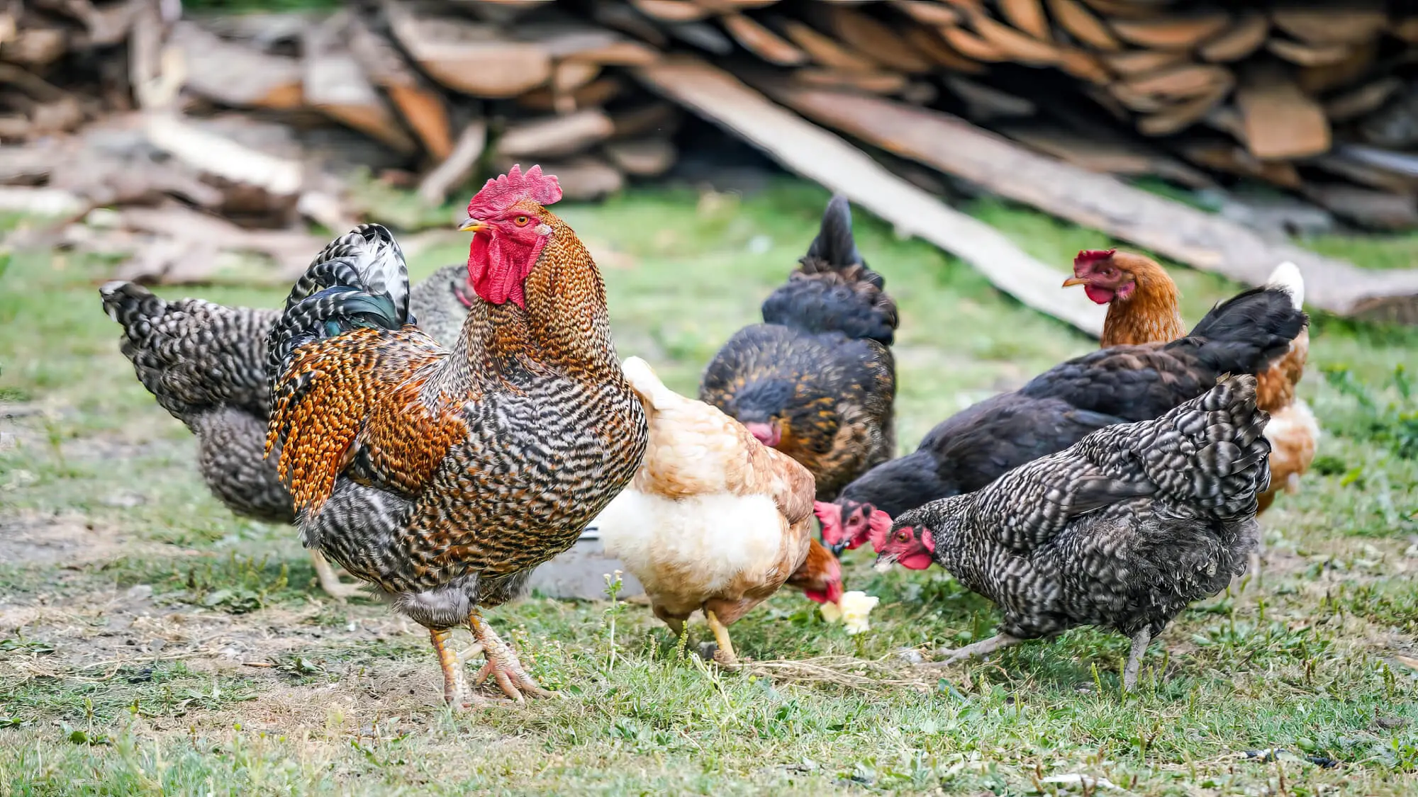 Chicken Flock Outside Foraging