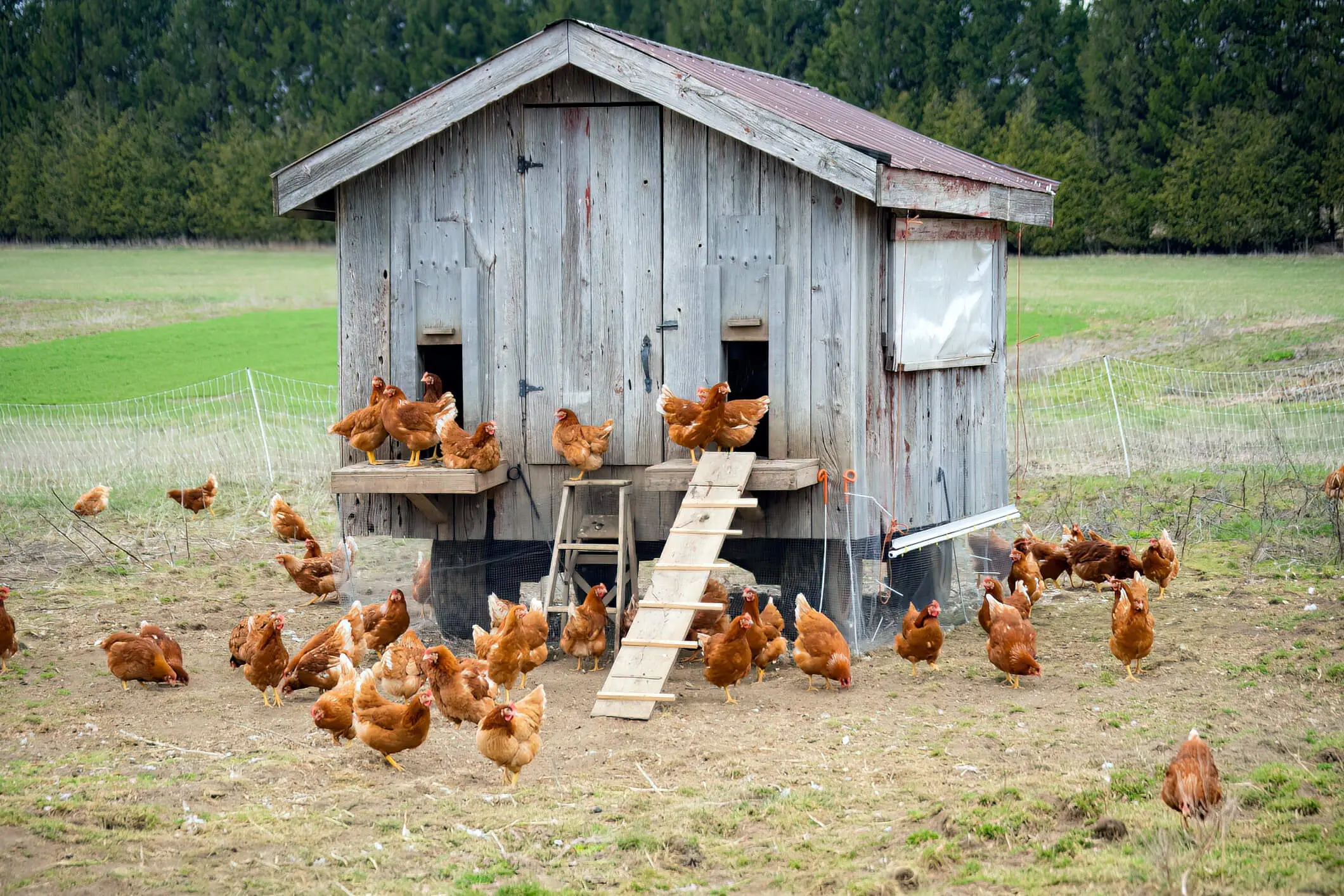Chicken House With Chickens In Yard Chicken House With Chickens In Yard