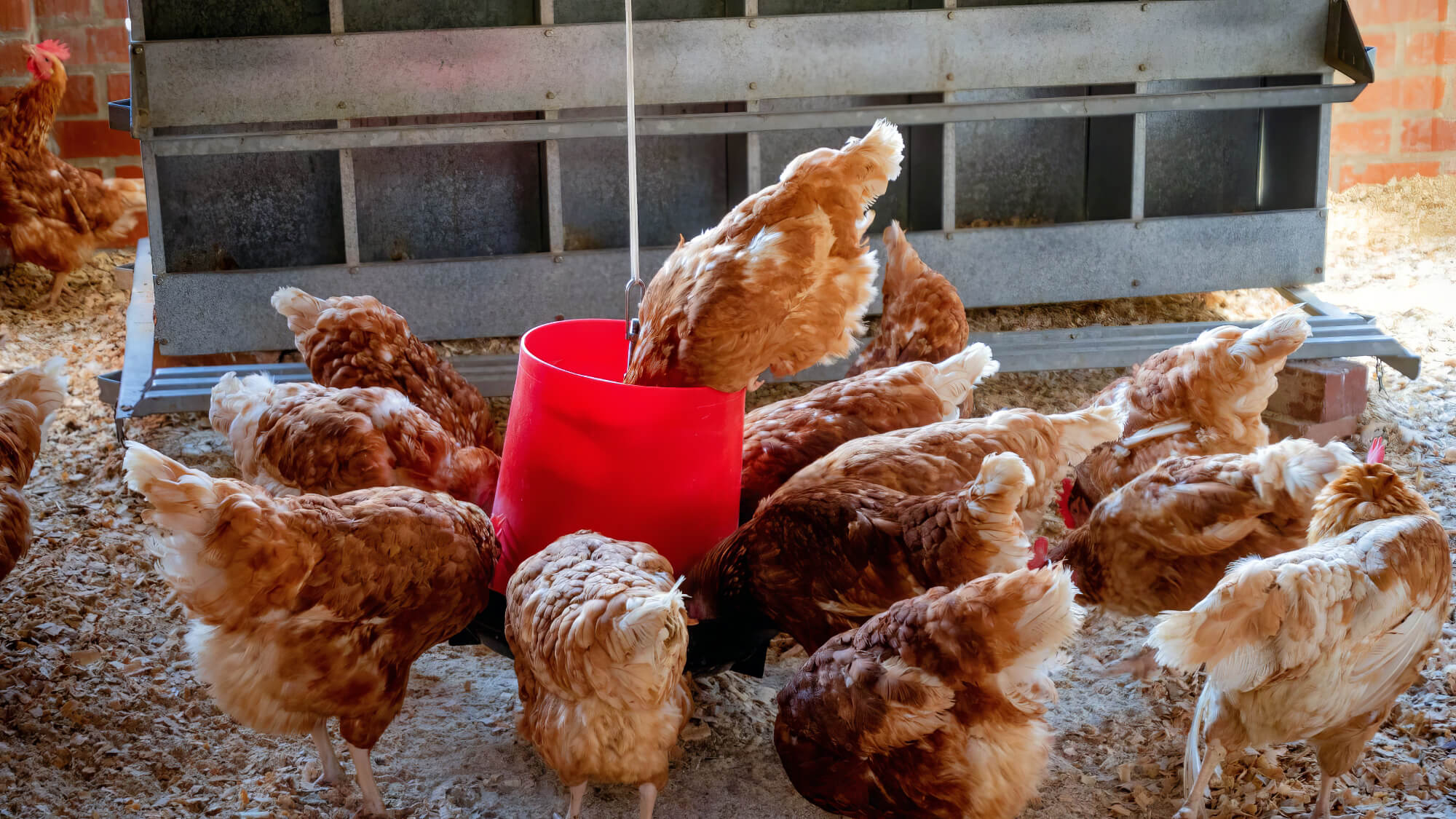 Chickens Eating From Red Bucket Chickens Eating From Red Bucket