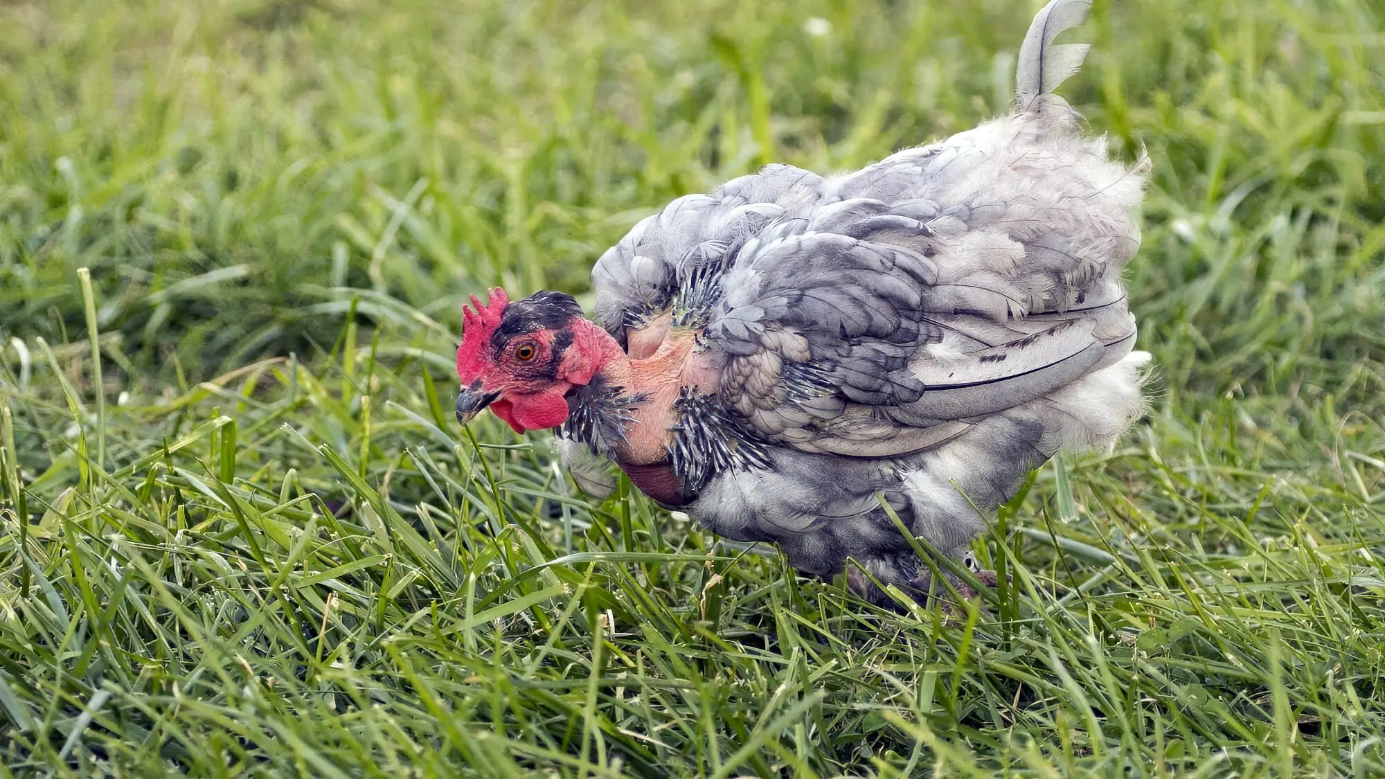 Chickens Moult