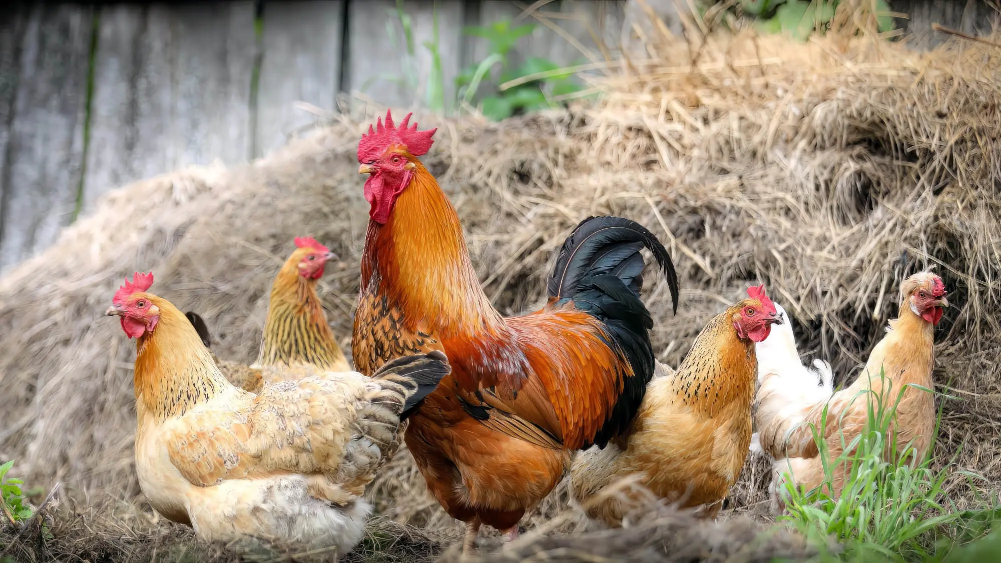 Chickens Walking Around Yard Chickens Walking Around Yard