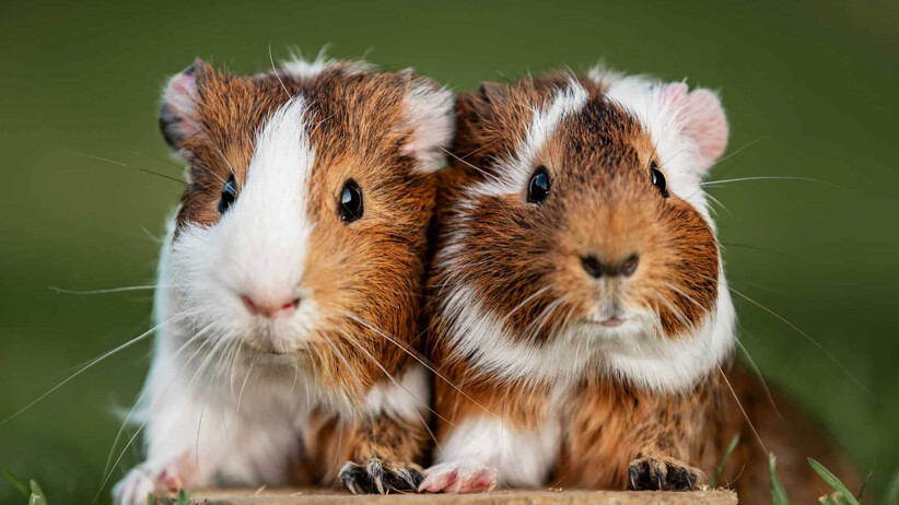 How To Choose The Right Guinea Pig Cage - Planet Pet