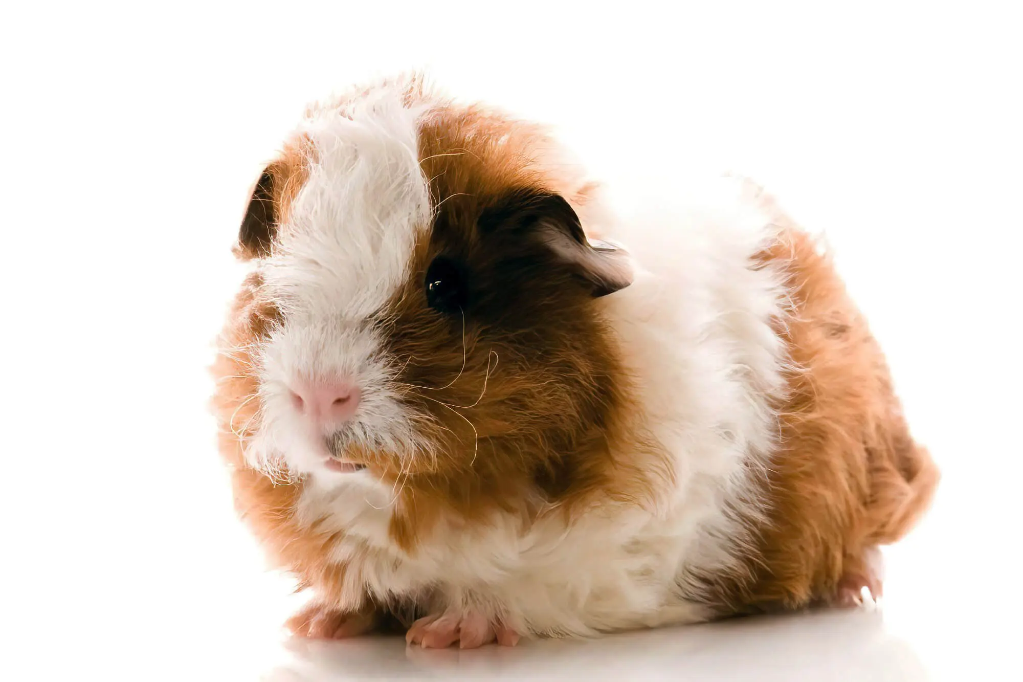 Guinea pig store shedding a lot