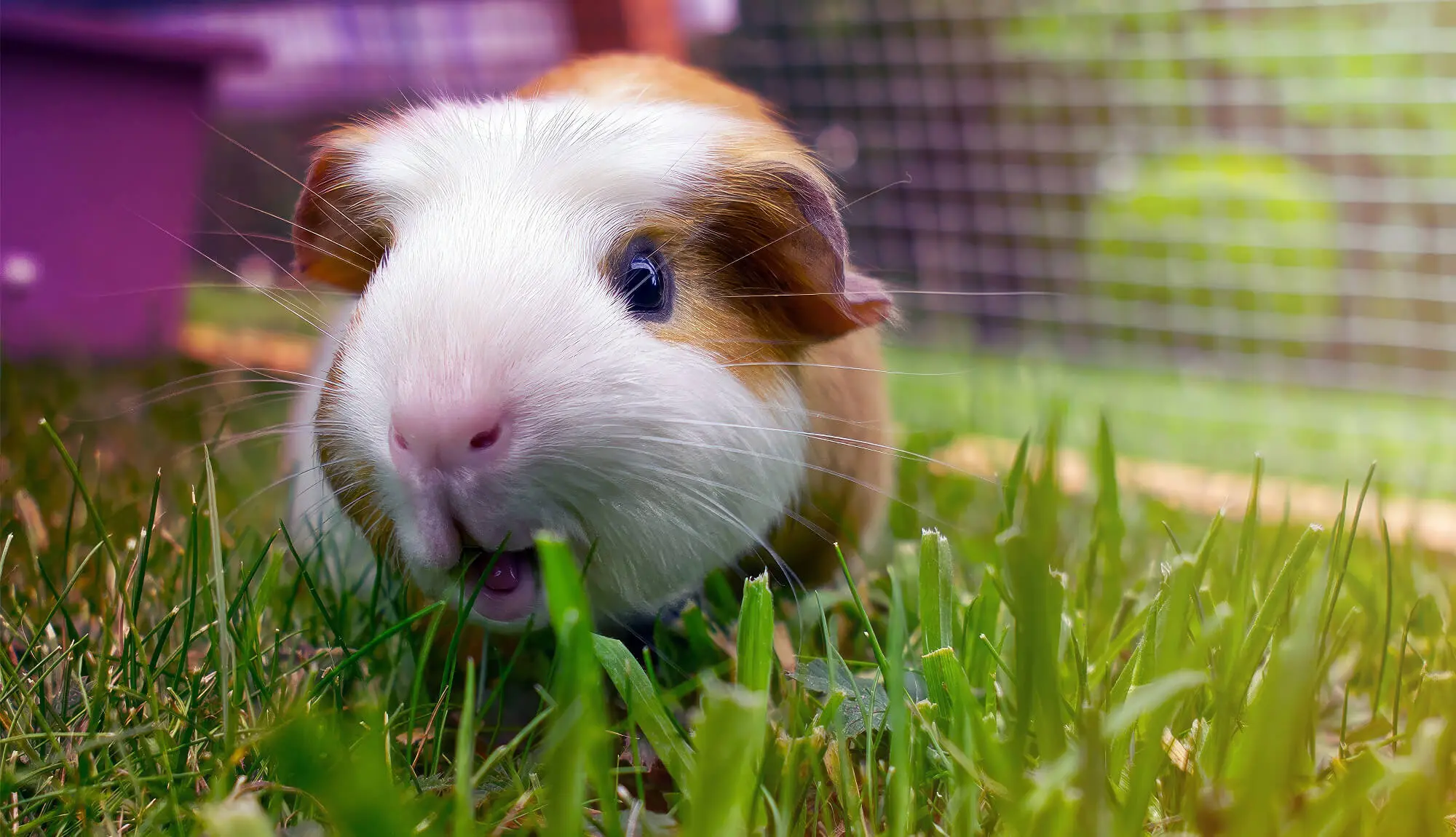 Do Guinea Pigs Need Baths How Often How To More Planet Pet   Cleaned Guinea Pig After Bath 