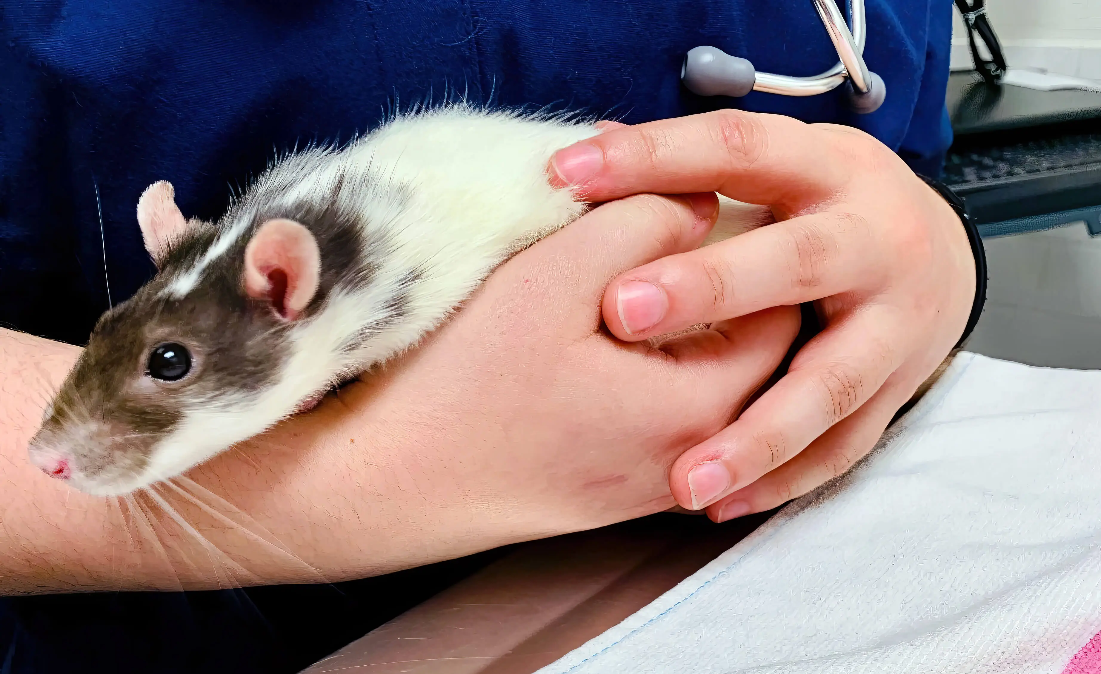 Cleaning Pet Rat At Vet