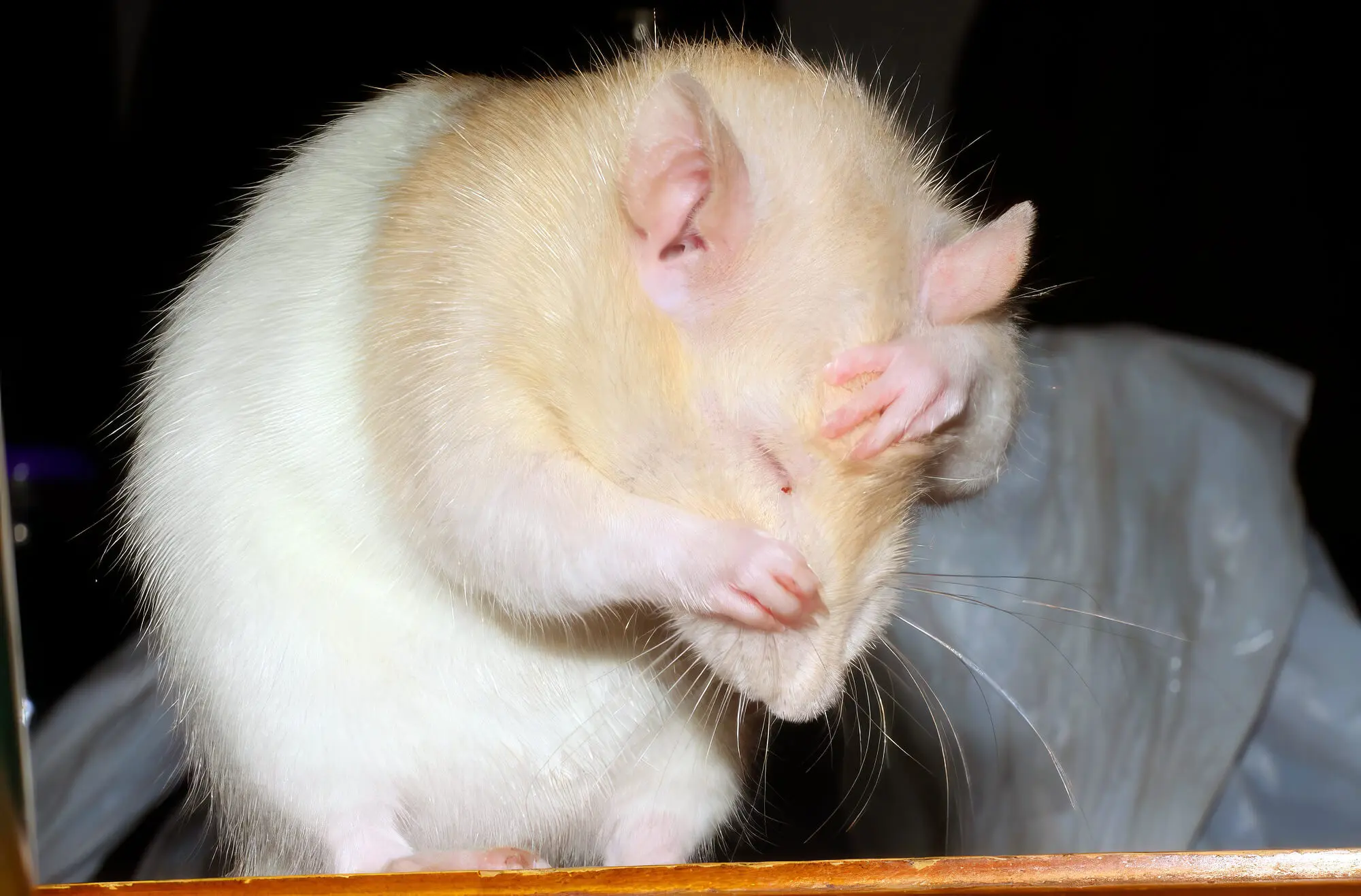 Cleanliness And Odour Of Rodents Cleanliness And Odour Of Rodents