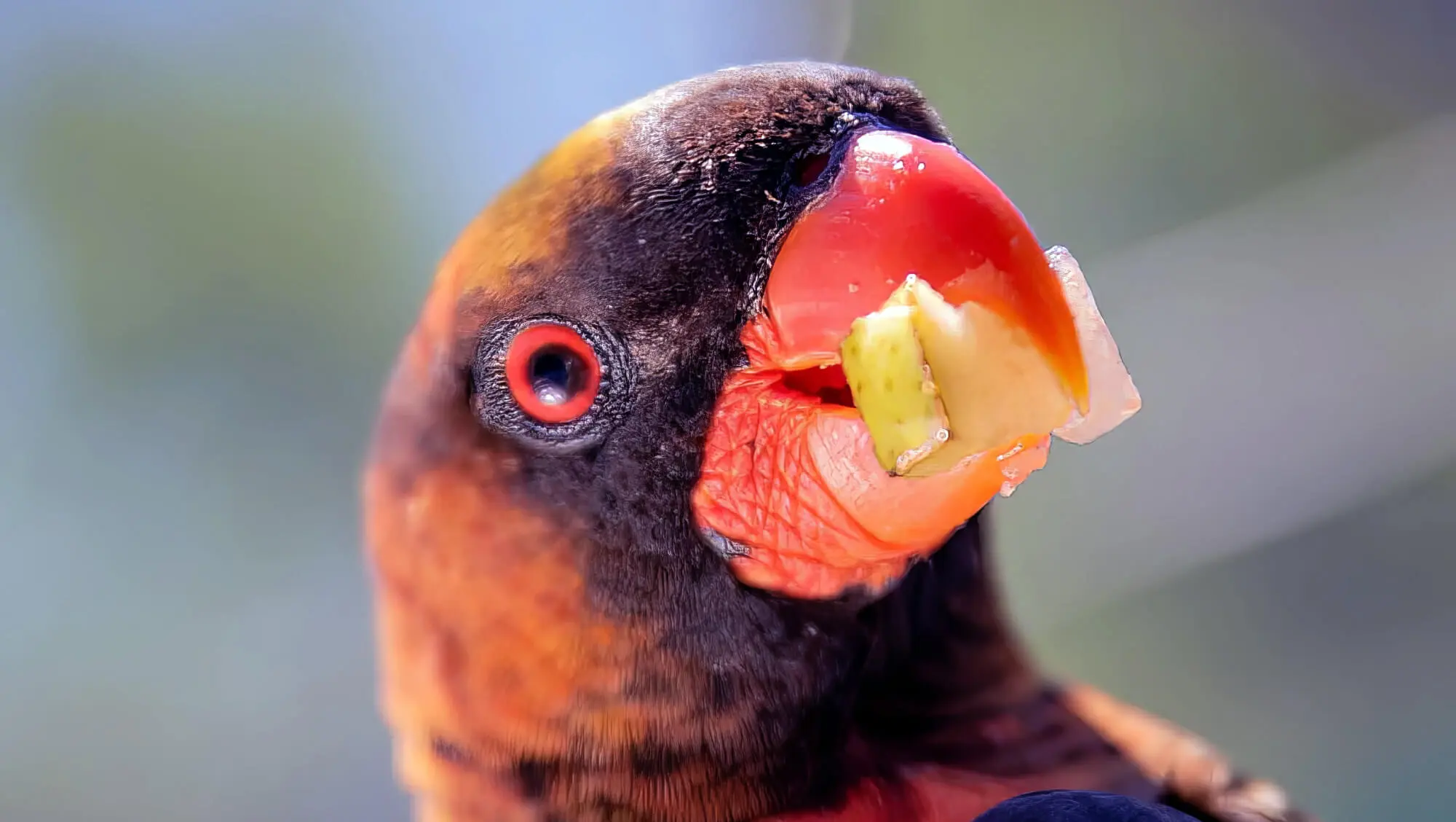 Best Pet Bird Food & Why It Is Pet