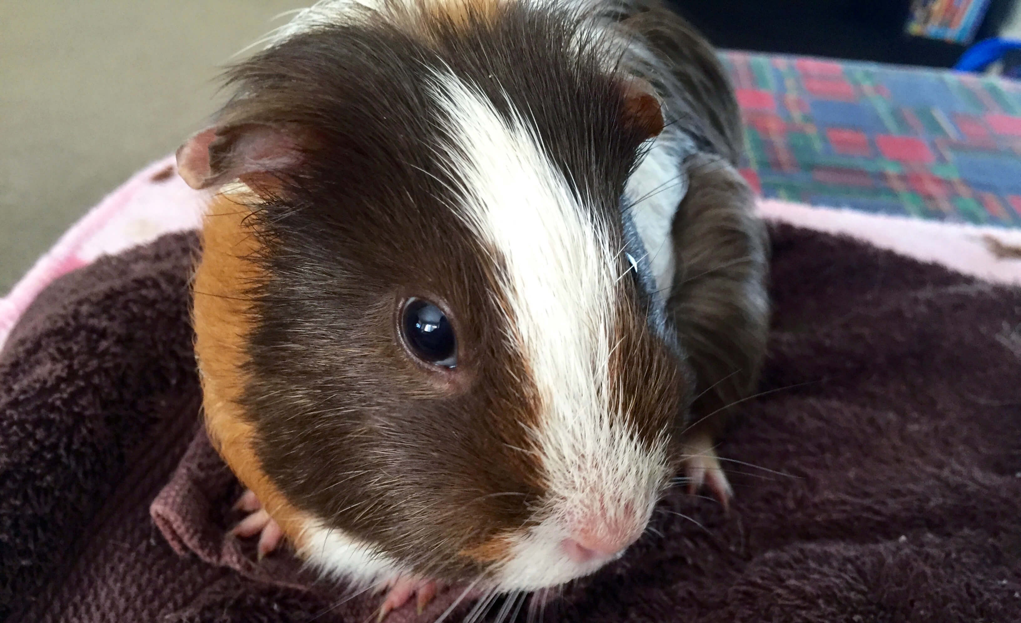 Guinea Pig vs Rabbit Pet