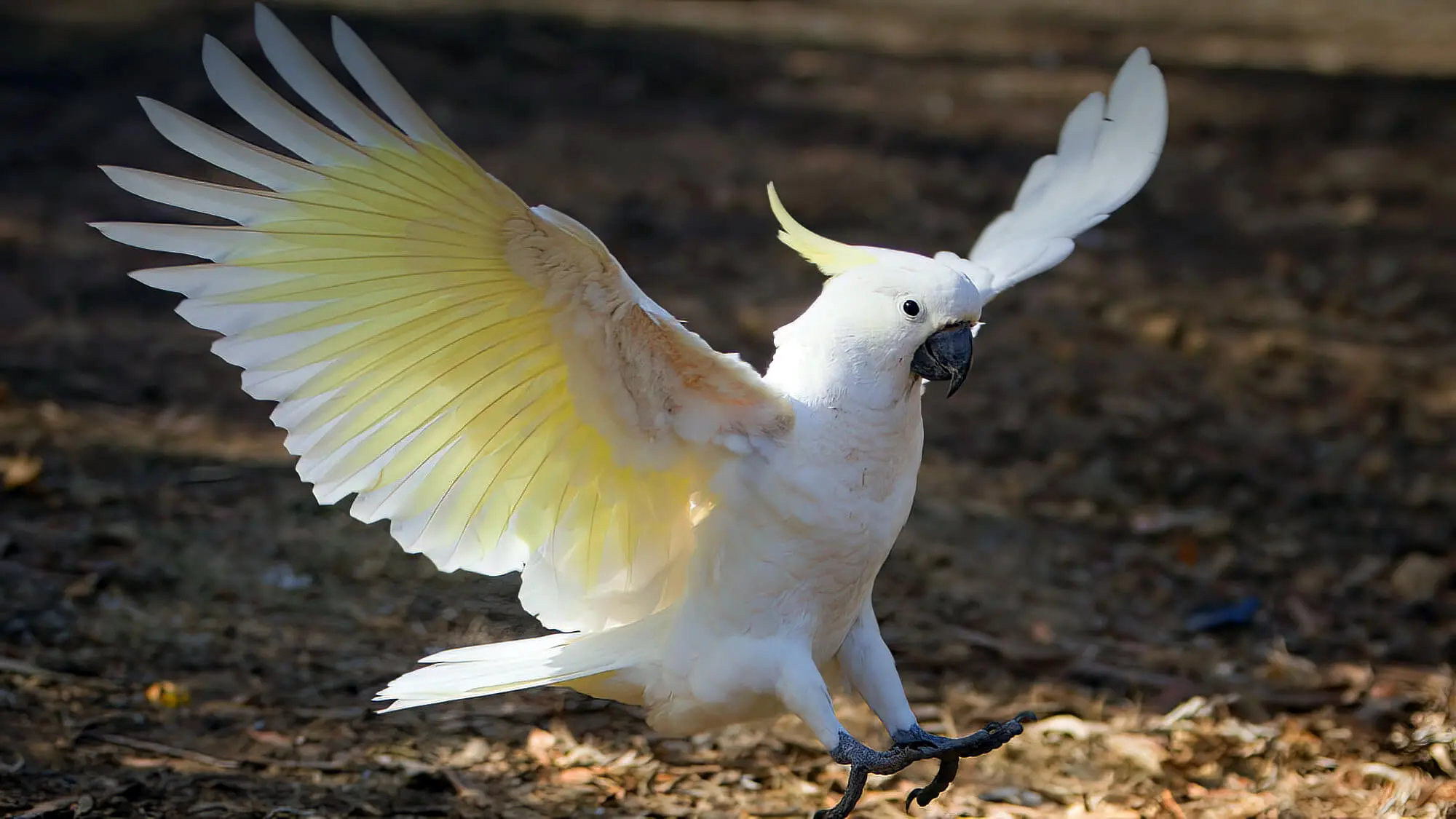 Cockatoo Landing On Ground