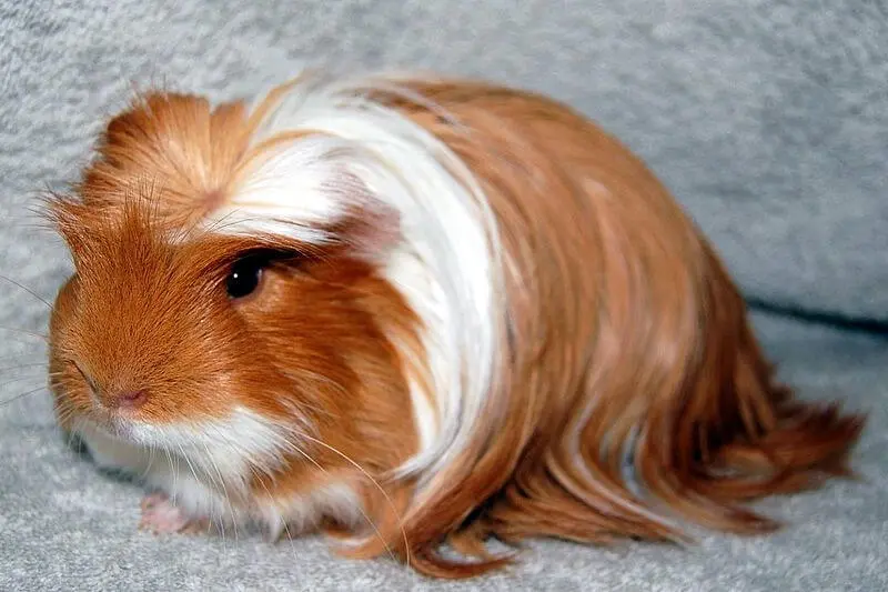 Coronet Guinea Pig Coronet Guinea Pig