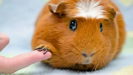 Cutting a Guinea Pig’s Nails