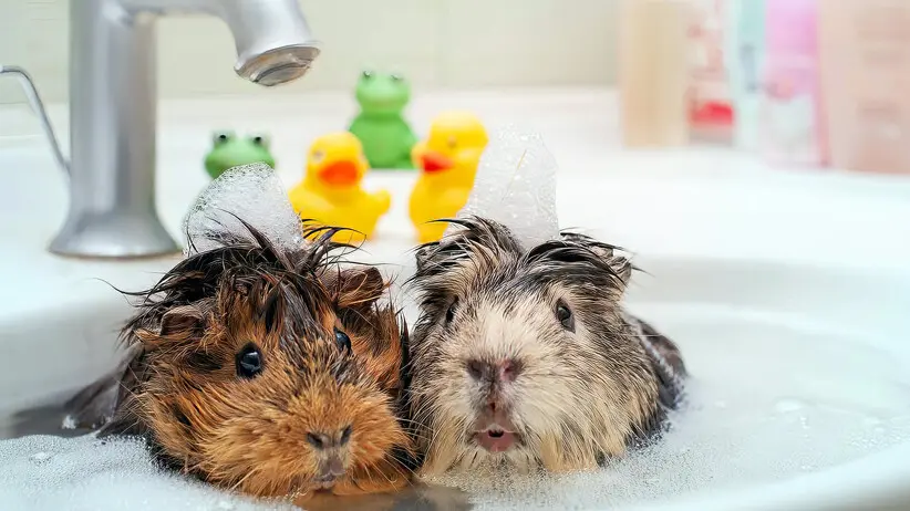 Do Guinea Pigs Need Baths?
