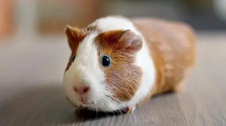 Do Guinea Pigs Sleep?