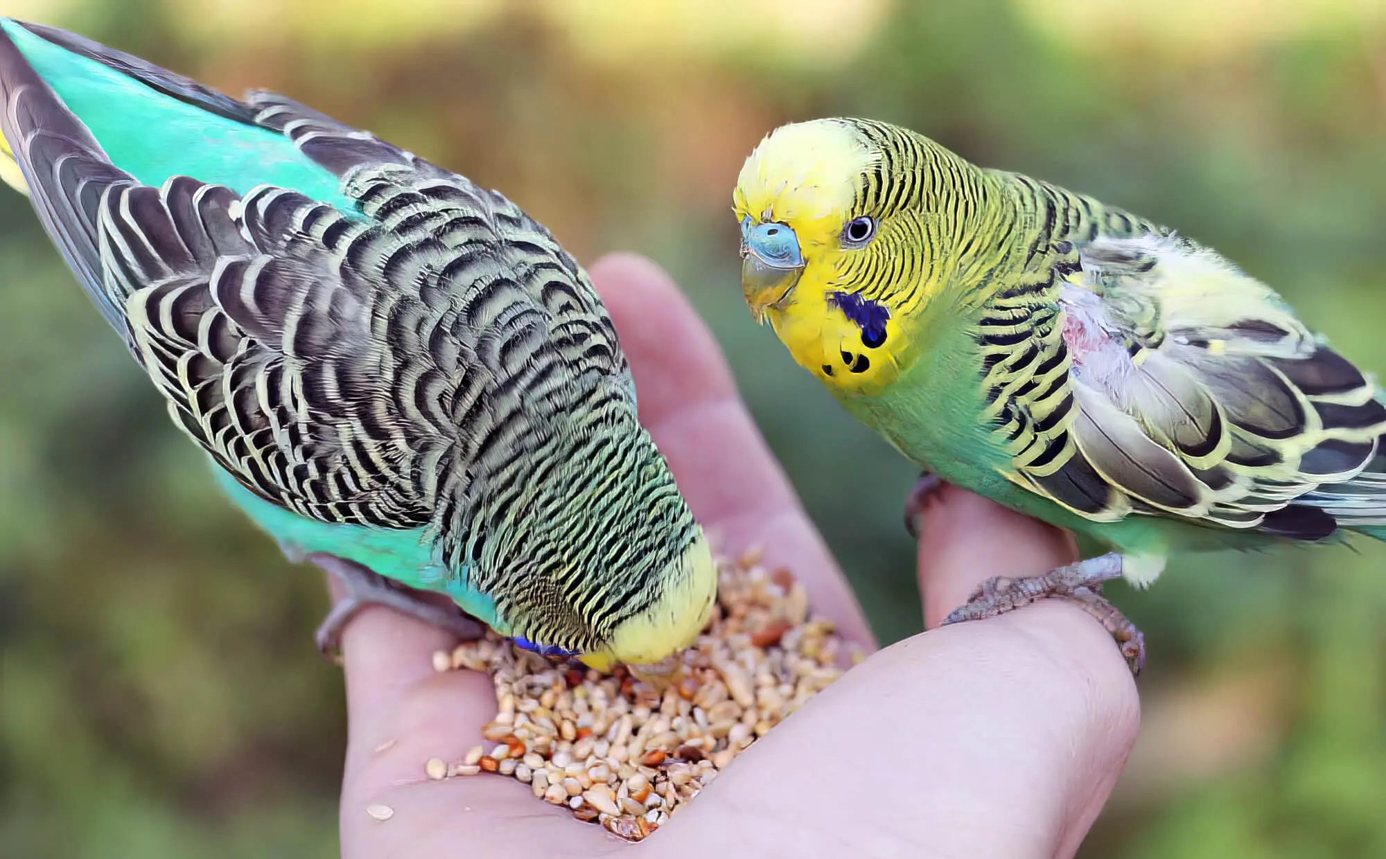 What To Feed Your Pet Bird? - Planet Pet