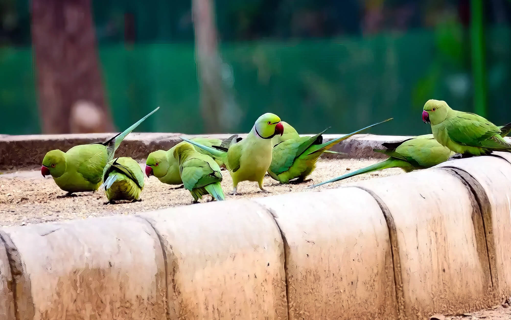 Feeding Group Of Birds