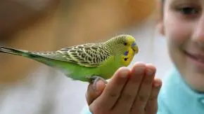 Why Getting A Bird Could Be Good For Your Health