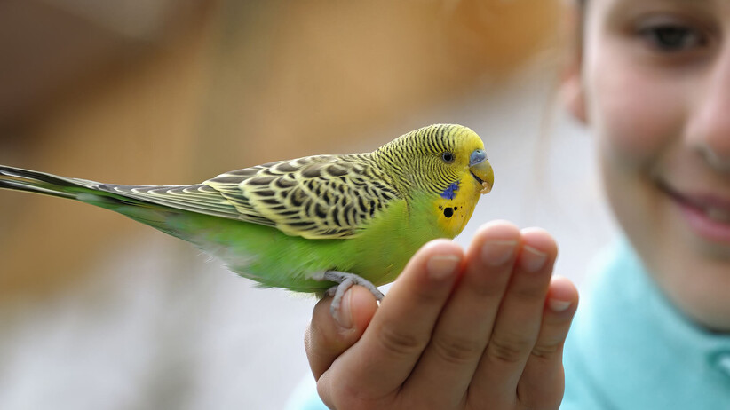 Why Getting A Bird Could Be Good For Your Health