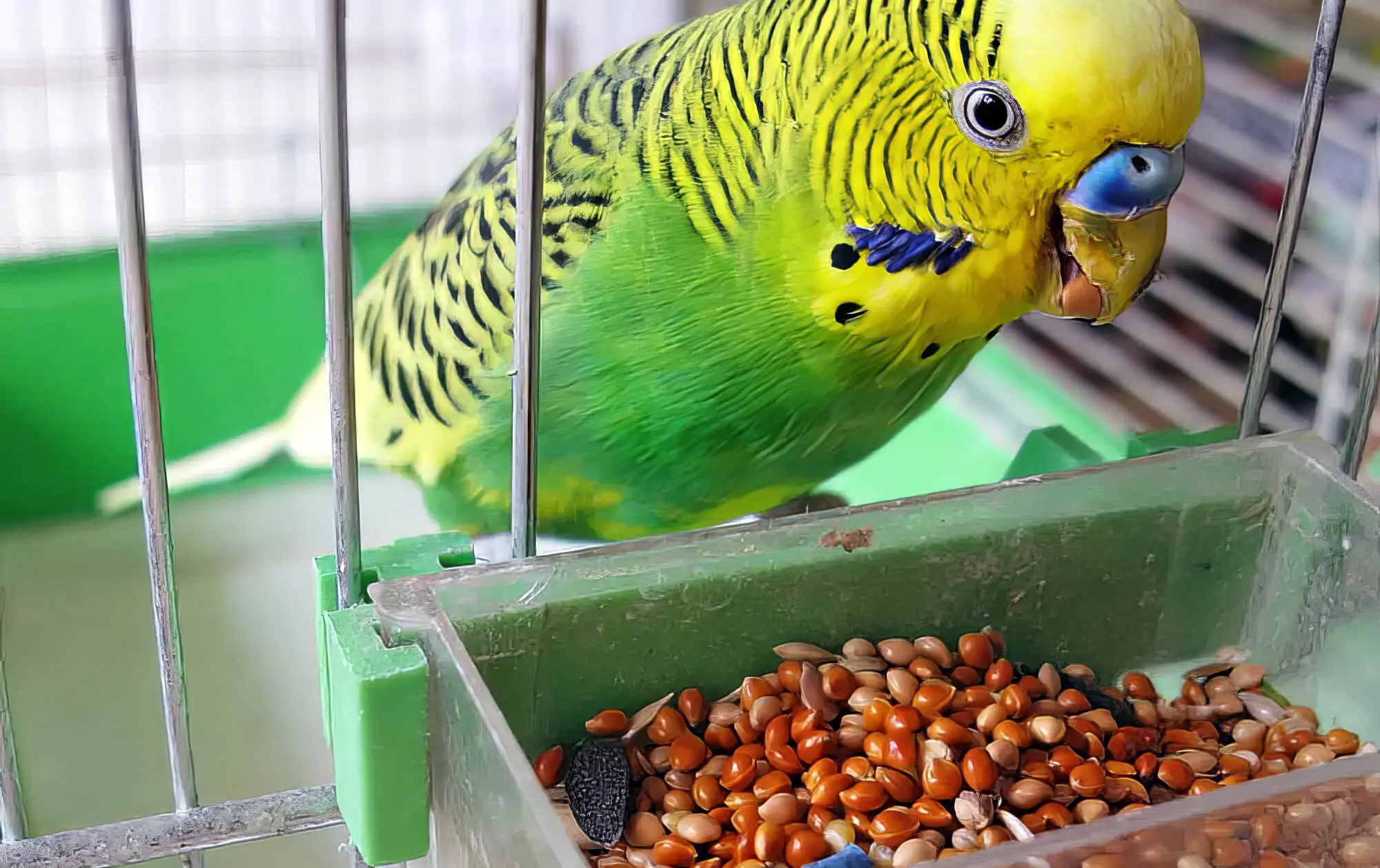 Green Bird Eating Seeds