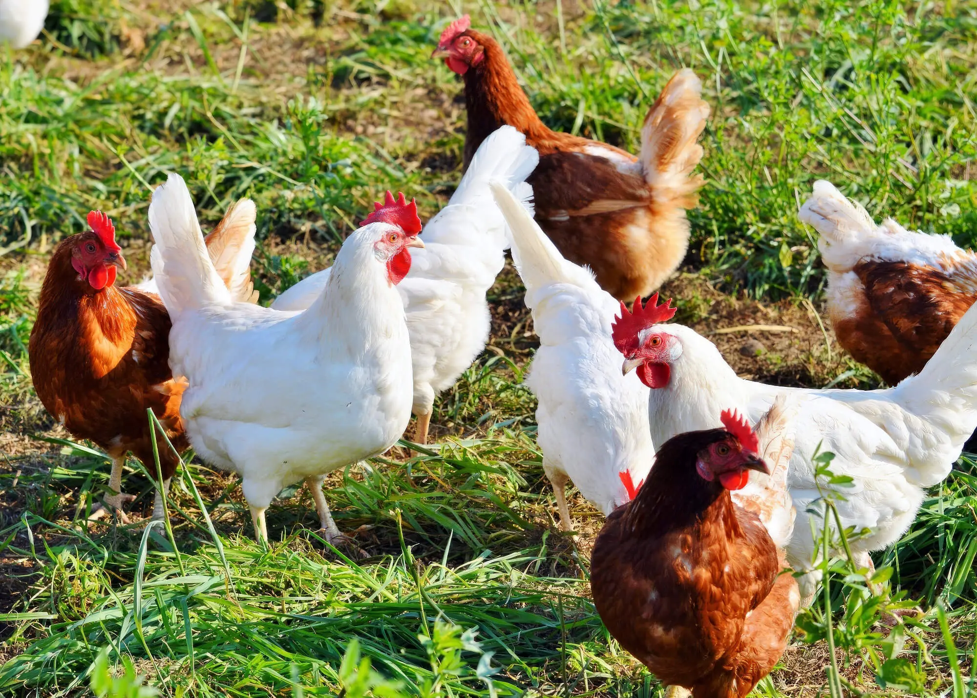 How To Keep Your Chickens In Your Yard Pet