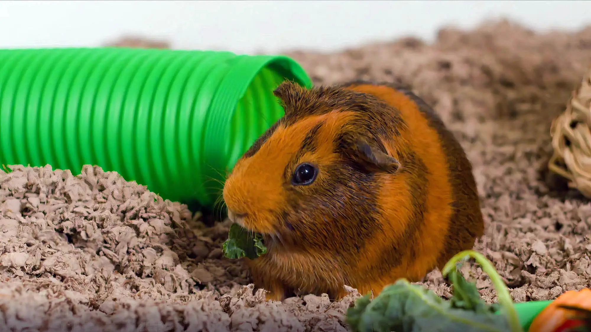 Guinea Pig Beside A Green Tube Guinea Pig Beside A Green Tube