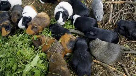 Guinea Pig Breeds