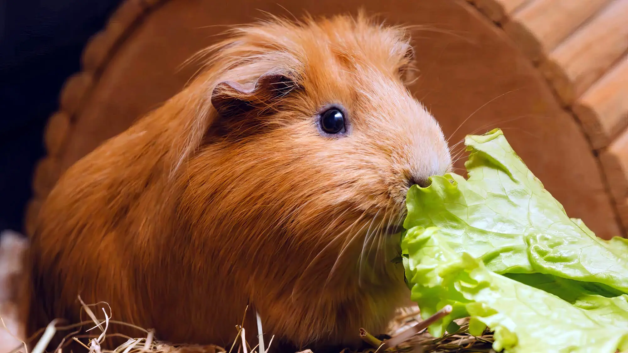 Can Rabbits and Guinea Pigs Live Together? Pet