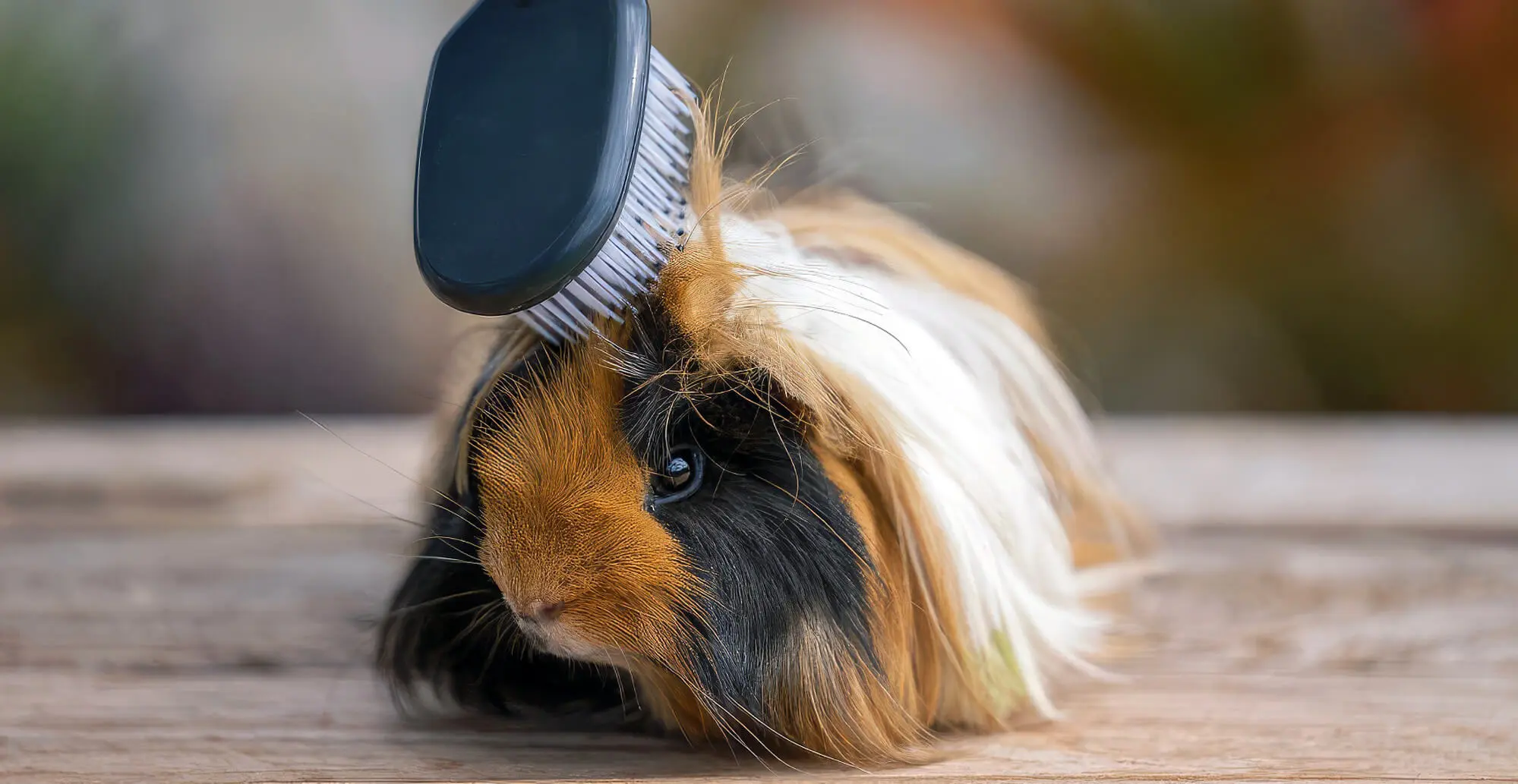 Do Guinea Pigs Need Baths? (How Often, How To & More) Pet