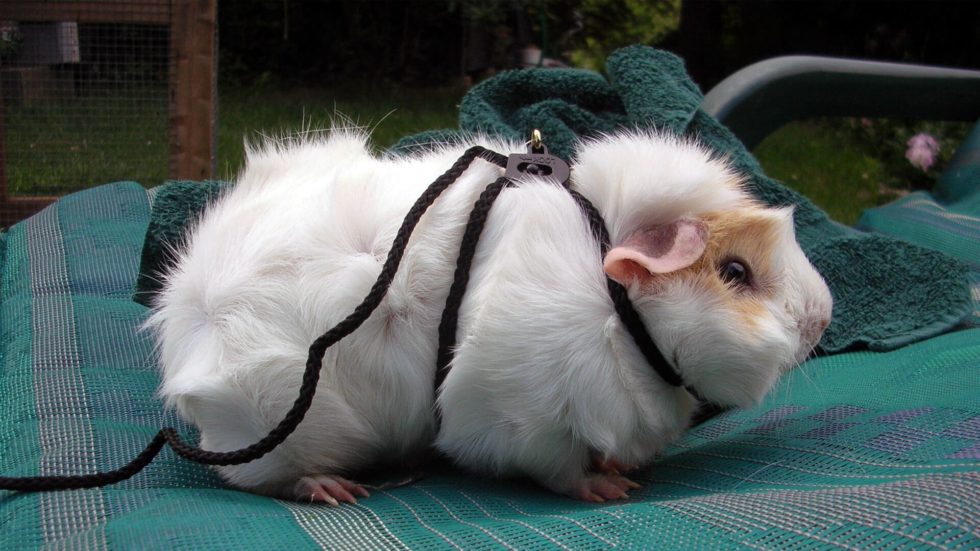 Can Guinea Pigs Wear Harness/Collars?