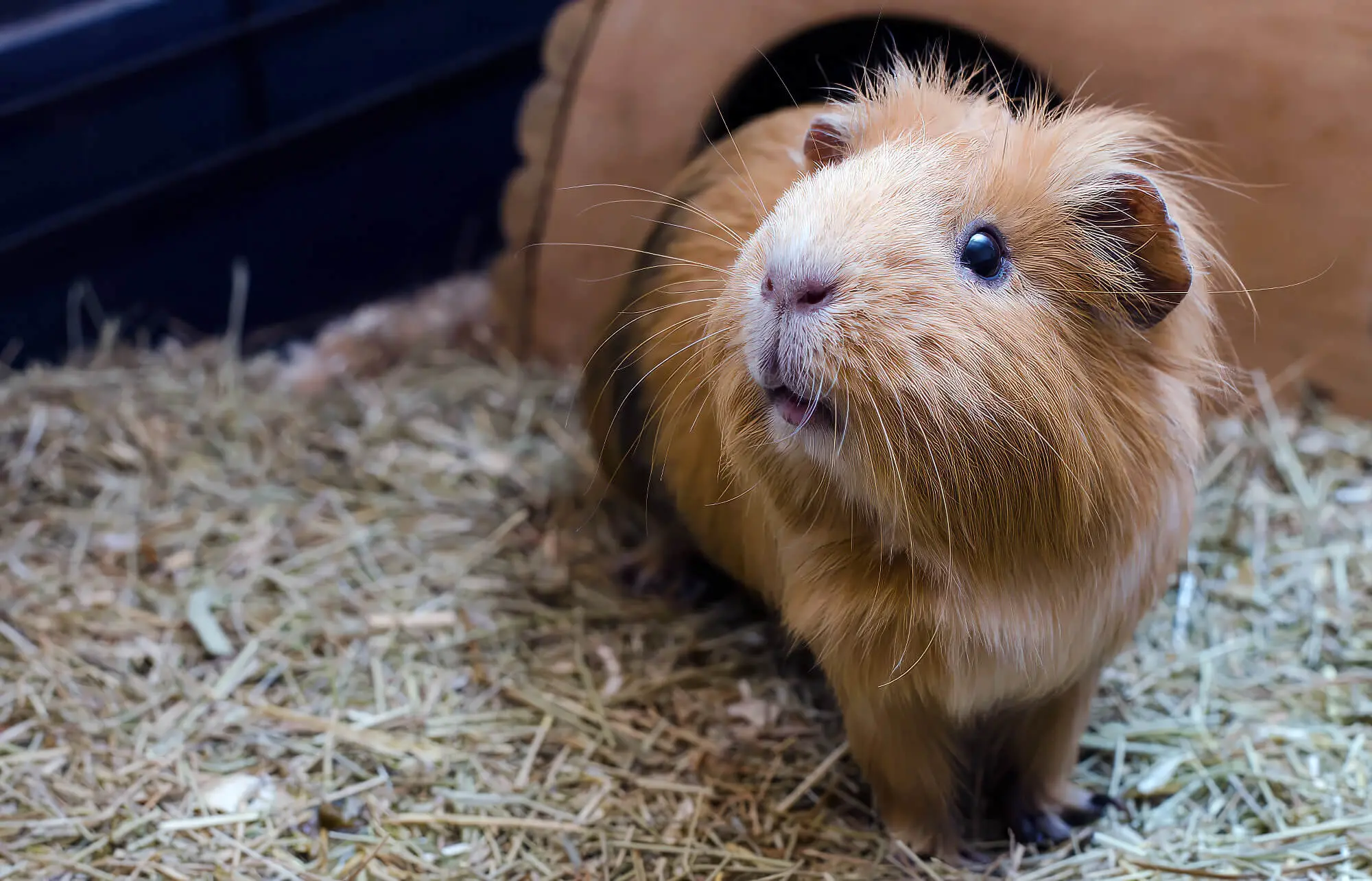 Do Guinea Pigs Sleep? This Is What Experts Tell About It Pet