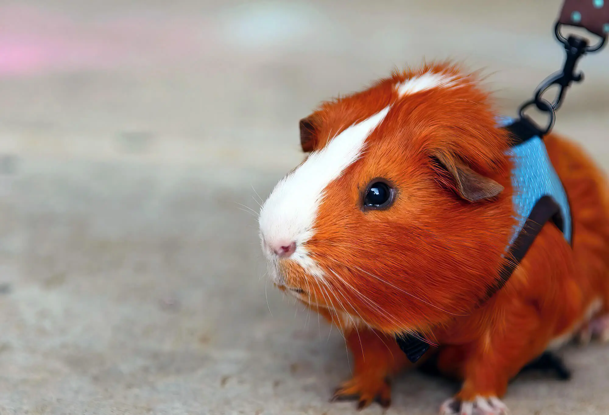 Guinea pig 2024 walking harness