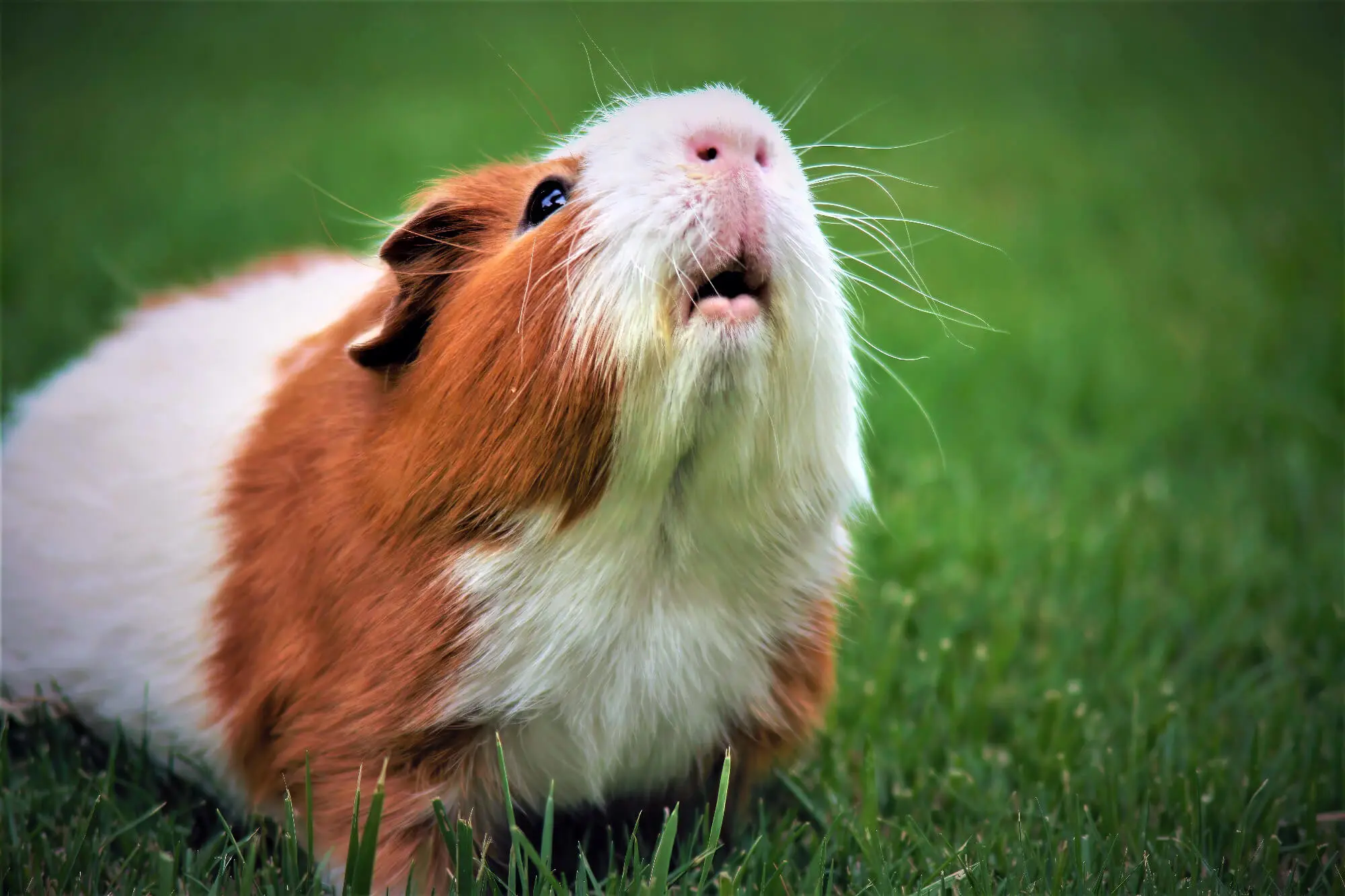 Best guinea pig hay best sale for allergies