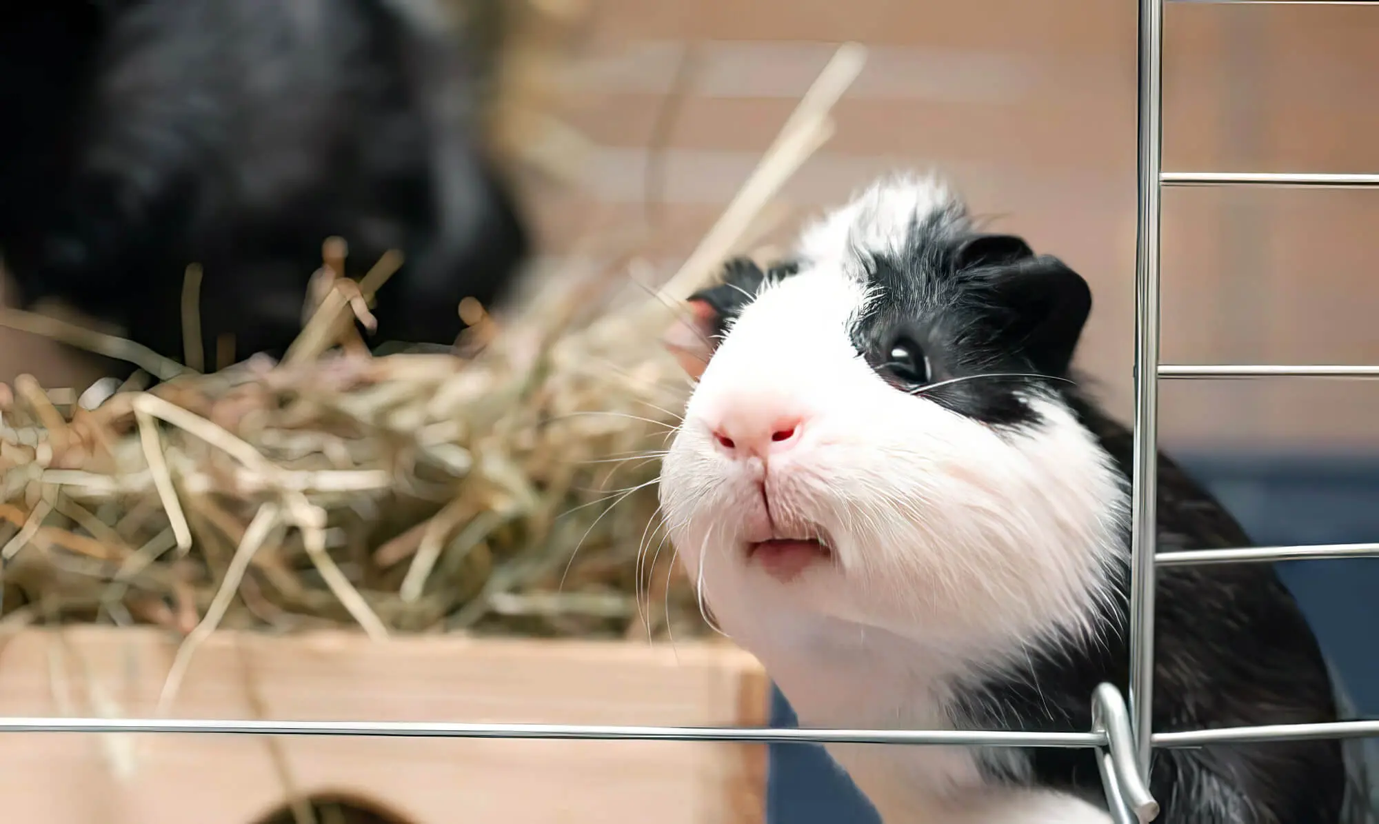 Why Does My Guinea Pig's Cage Smell Bad?