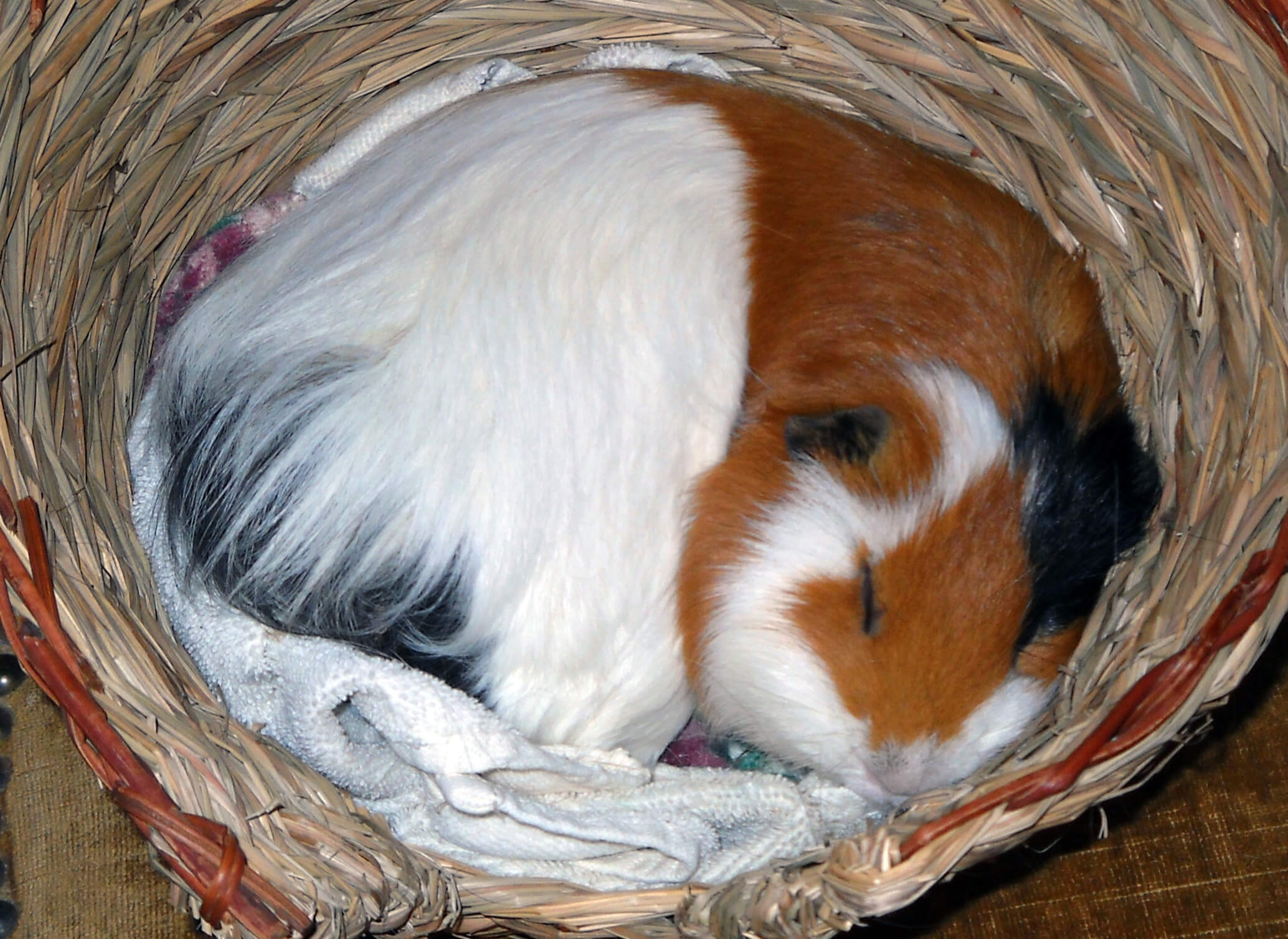 Guinea Pig Sleeping In Bed Guinea Pig Sleeping In Bed