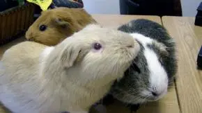 Guinea Pig vs Hamster