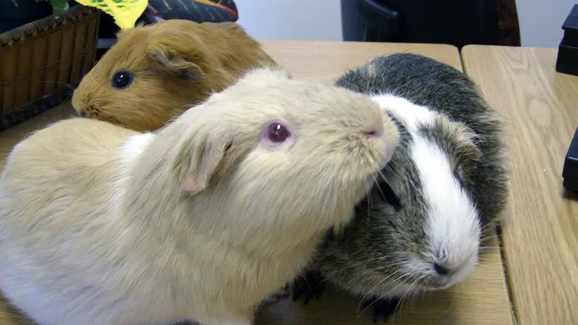 Guinea Pig vs Hamster