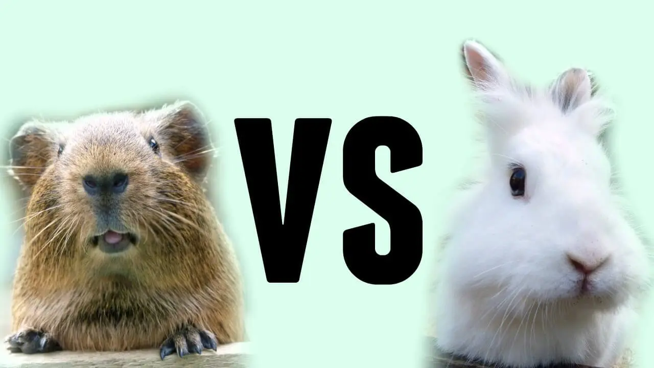 Guinea Pig vs Rabbit - Planet Pet Guinea Pig vs Rabbit - Planet Pet