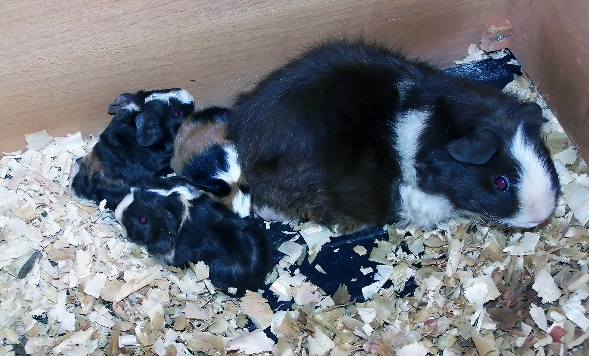Guinea Pig With Babies Guinea Pig With Babies