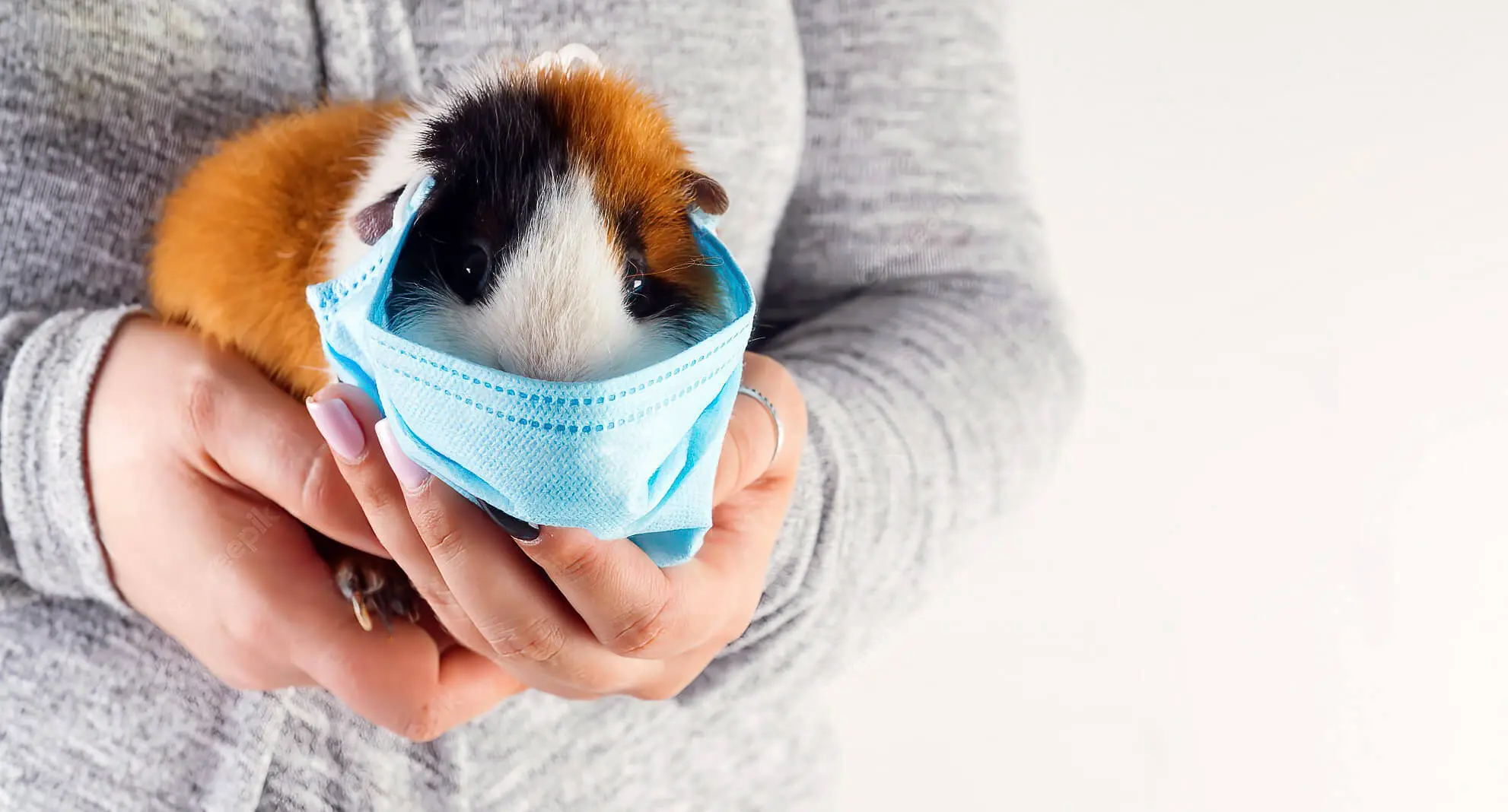Guinea Pig With Face Mask On Guinea Pig With Face Mask On