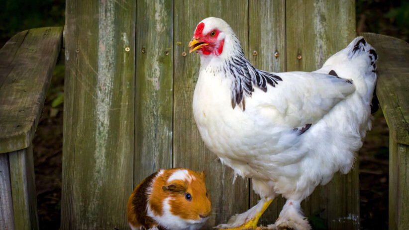 Can Guinea Pigs and Chickens Live Together?