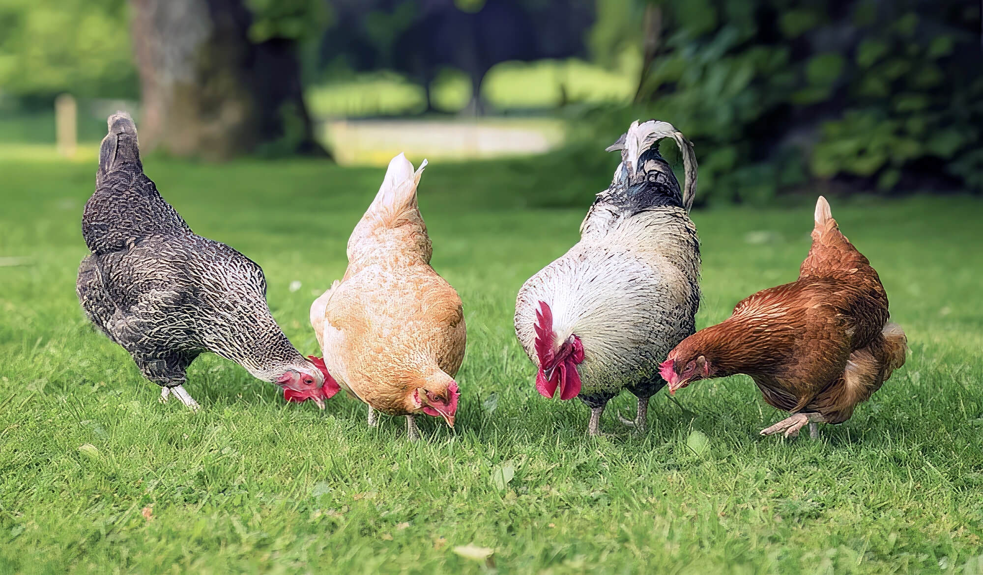 How To Keep Your Chickens In Your Yard - Planet Pet