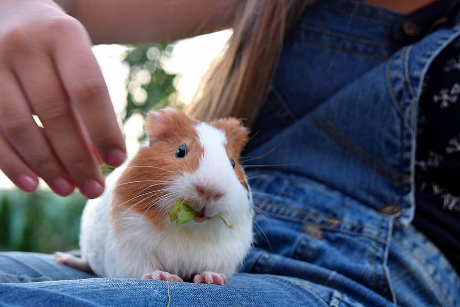 Happy Guinea Pig Eating Happy Guinea Pig Eating
