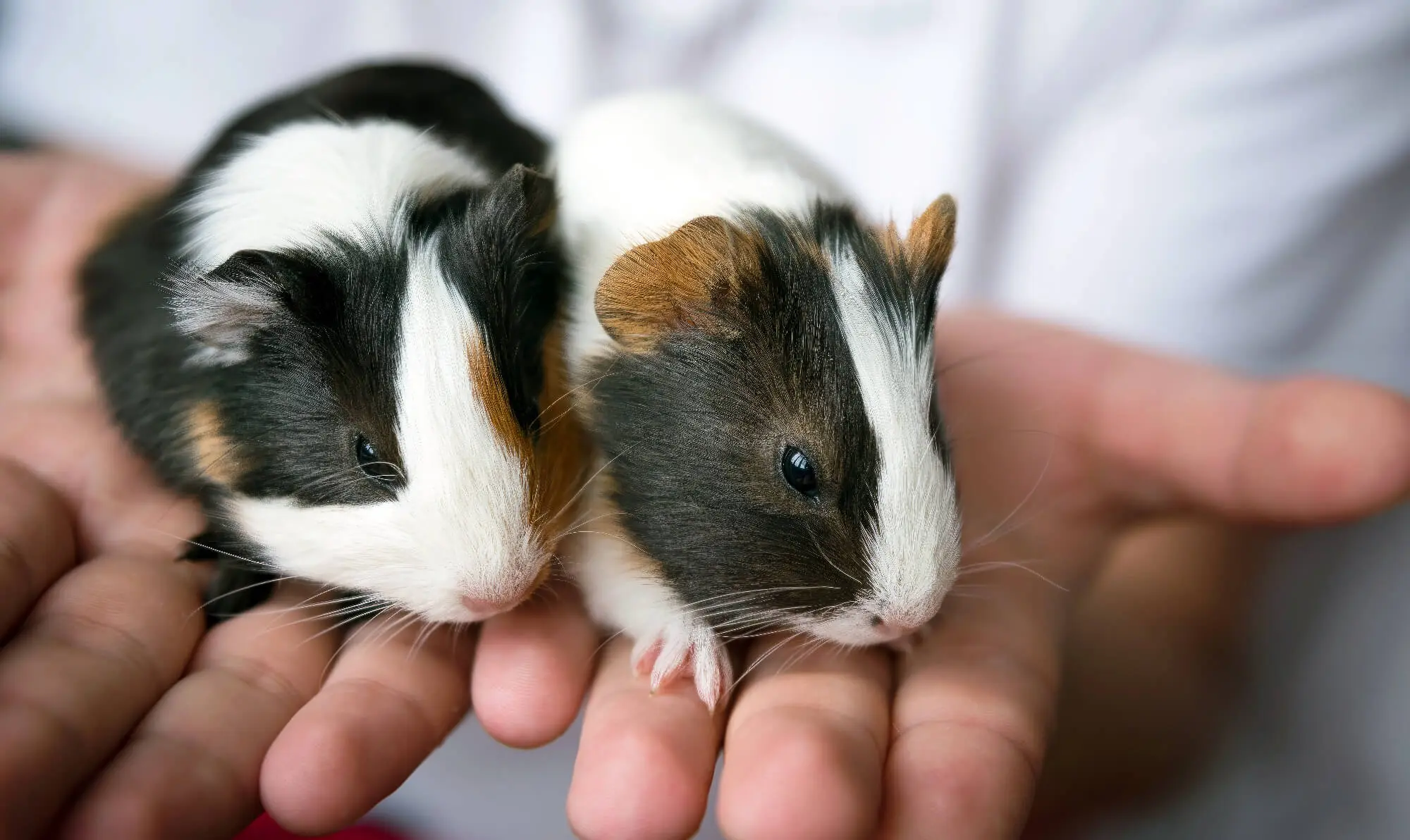 Do Guinea Pigs Sleep? This Is What Experts Tell About It Pet